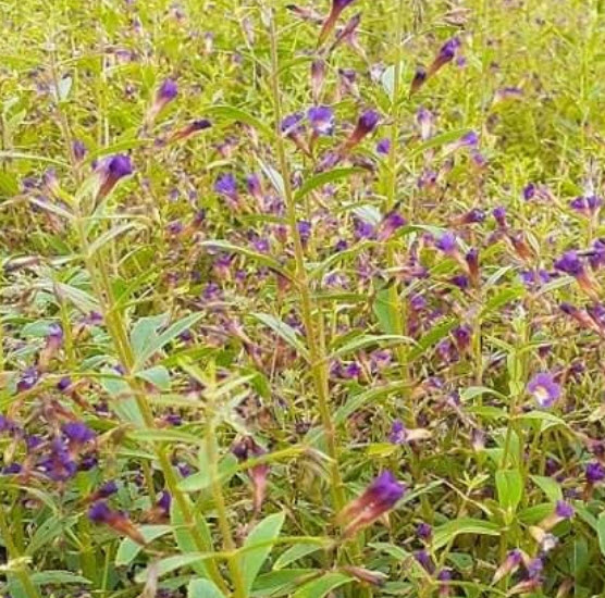 ผักแขยง ผักแขยงนา กะแยงแดง กะแยง กะออม ผักพา / 800 เม็ด *