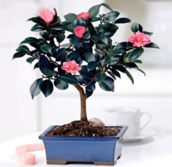คามิเลีย (Camellia) / 10 เม็ด