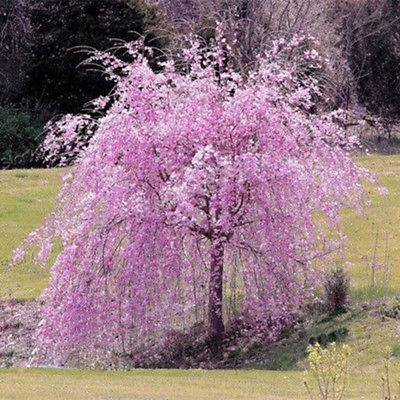วีบพิ่ง เชอรี่ (Weeping Cherry - Pink Fountain) / 20 เม็ด