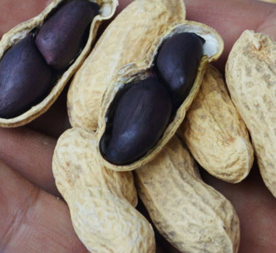 ถั่วลิสง (Groundnut) ดำ / 10 เม็ด (นอก)