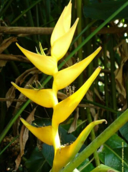 เฮลิโคเนีย มายา โกลด์ (Heliconia - Maya Gold) / 5 เม็ด (Portugal)