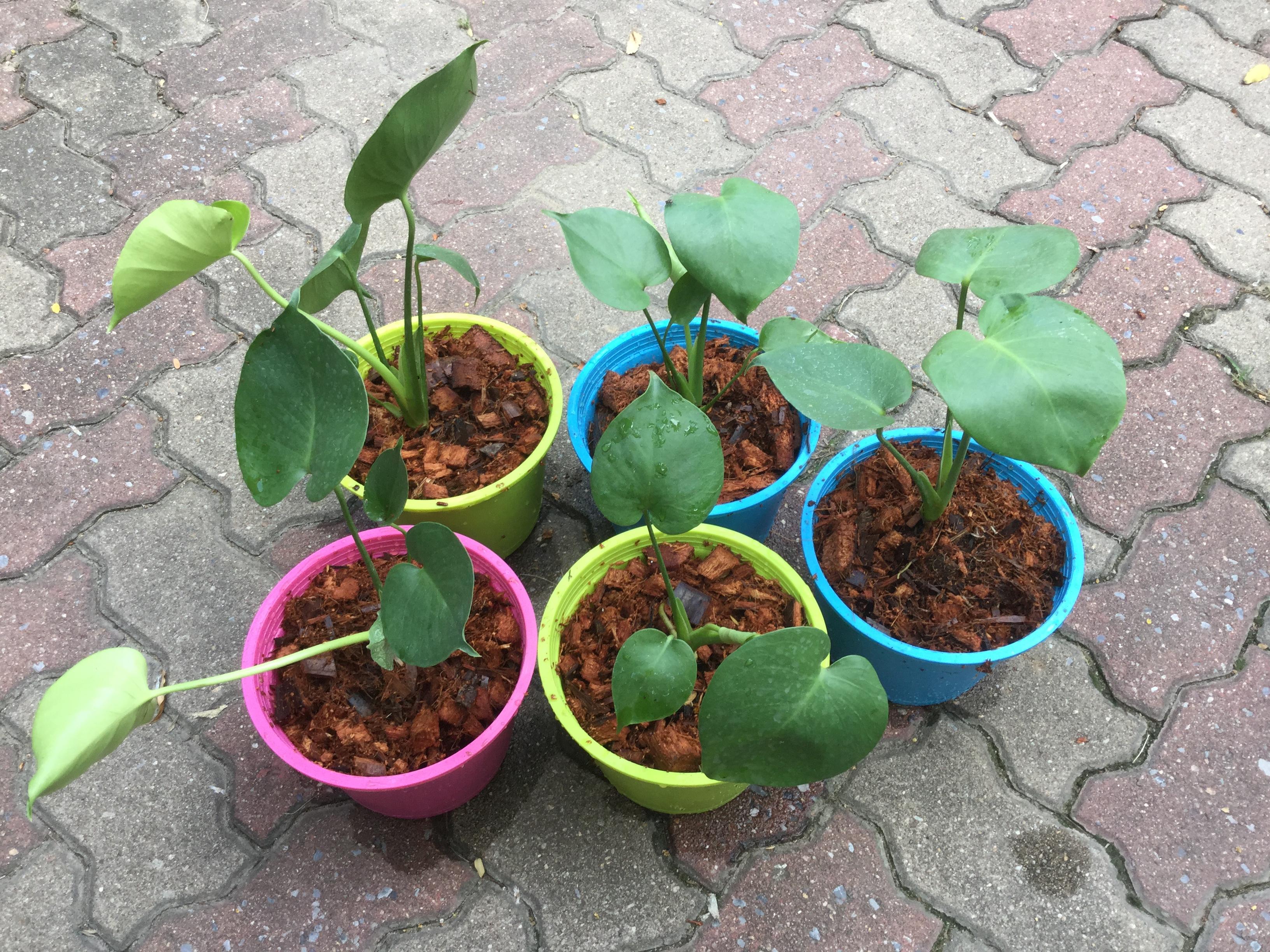 ต้นมอนสเตอร่า ไจแอนท์ (M) / ต้น