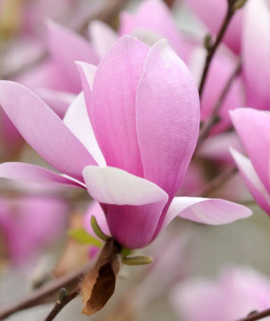 ต้นแมกโนเลีย เจน (Magnolia Jane) ดอกสีชมพูเข้มแกมแดง สูง 50-70 ซ.ม.