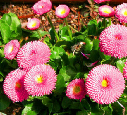 อิงลิช เดซี่ (English Daisy) สีชมพู / 500 เม็ด (UK)