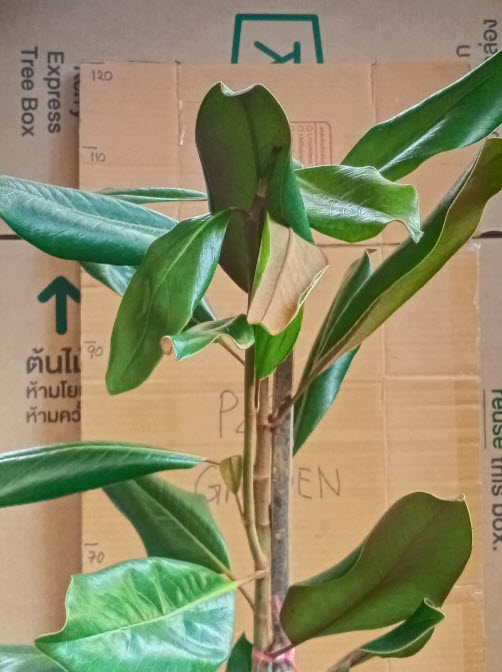 ต้นแมกโนเลีย แกรนดิฟลอร่า Magnolia Grandiflora สีขาว ดอกใหญ่ สูง 80-110 ซ.ม.