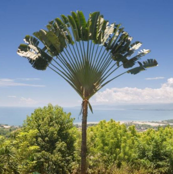 กล้วยพัด (Ravenala madagascariensis) ใบเขียว / 5 เม็ด (UK)