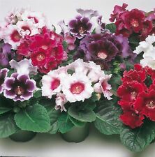กล็อกซีเนีย (Gloxinia - Avanti) คละ / 25 เม็ด (UK)