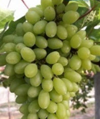 ต้นองุ่น ไวท์มะละกา (White Malaka) / ต้น
