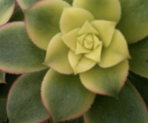 เอโอเนี่ยม กีวี่ (Aeonium kiwi) / 10 เม็ด (Malta)*