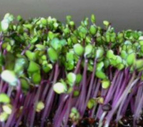 กะหล่ำปมม่วง (Purple Vienna Kohlrabi) / 50 เม็ด (USA)