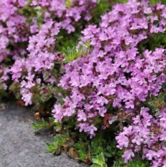 ไทม์เลื้อย (creeping thyme) / 100 เม็ด (S057)