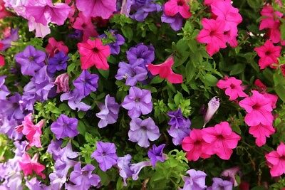 พิทูเนียดอกใหญ่ (Giant Petunia - Smolka Superbissima) คละ / 20 เม็ด (Poland)