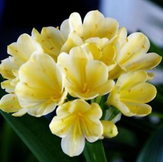 คลิเวีย (Clivia) บอนไซ คละ / 50 เม็ด
