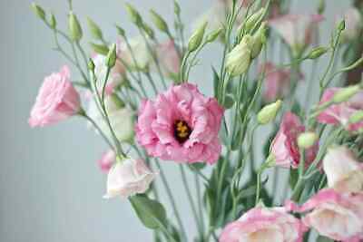 ไลซิแอนธัส (Lisianthus) คละ / 200 เม็ด (Russia)