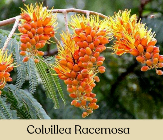 ต้นทองพลุ (Colville's Glory) สูง 20-40 ซ.ม.