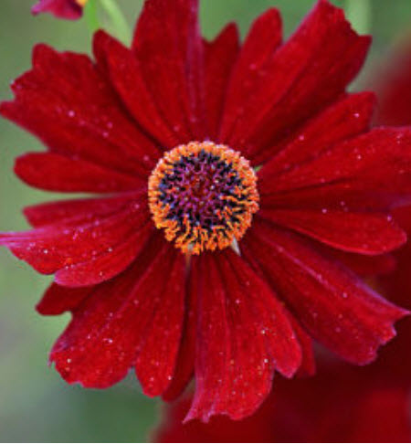 ดอกไม้ไหว (Coreopsi) สีแดง พันธุ์เตี้ย / 750 เม็ด (UK)