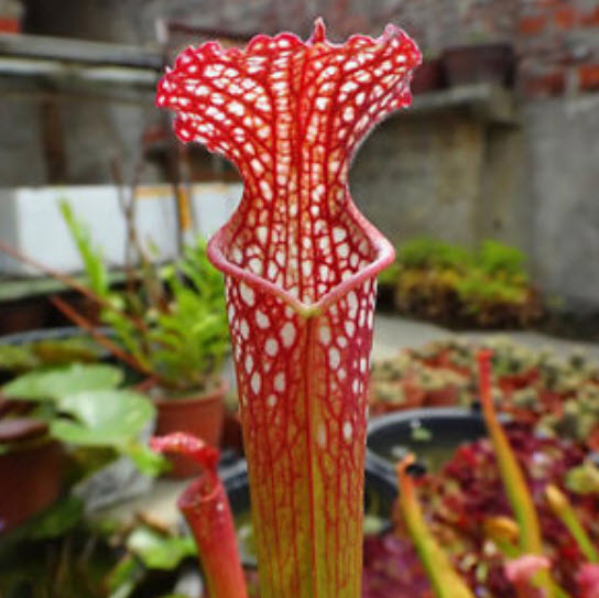 ซาราซีเนีย (Sarracenia) / 100 เม็ด