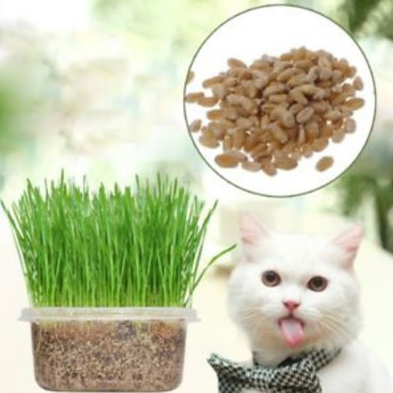 หญ้าแมว (Cat Grass) / 400 เม็ด (นอก)*