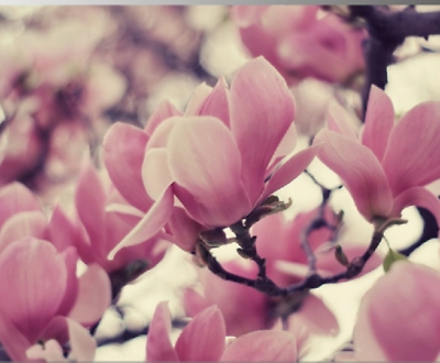 แม็กโนเลีย ยูหลาน (Magnolia Yulan) คละ / 25 เม็ด