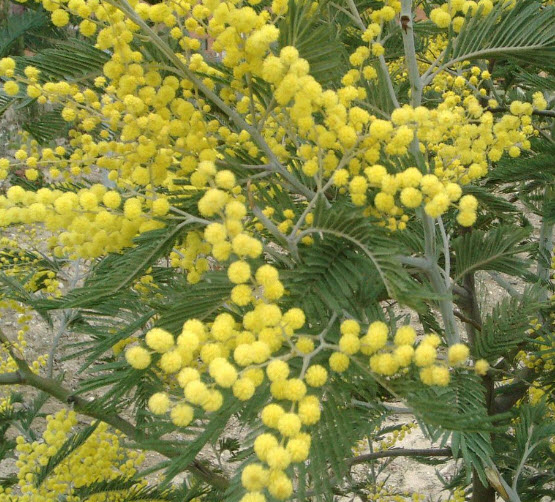กระถินดอย หรือกระถินไต้หวัน (Acasia confusa) / 20 เม็ด (France)*