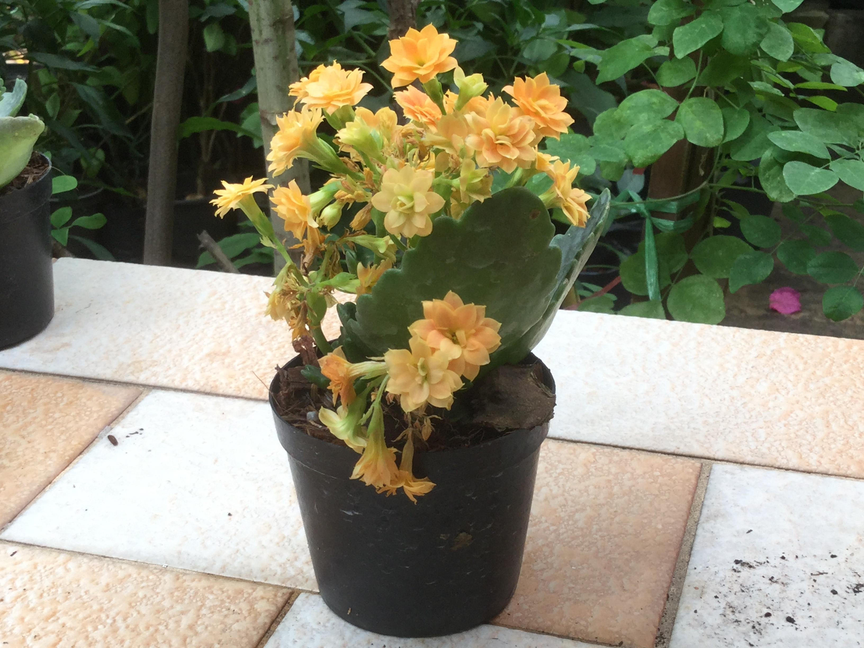 ต้นกุหลาบหิน สีเหลือง ซ้อน (size-S) / ต้น