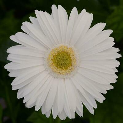 เยอบีร่า (Gerbera) สีขาว / 100 เม็ด