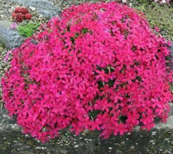 ร็อคคริส (Rock Cress) สีแดง / 50 เม็ด