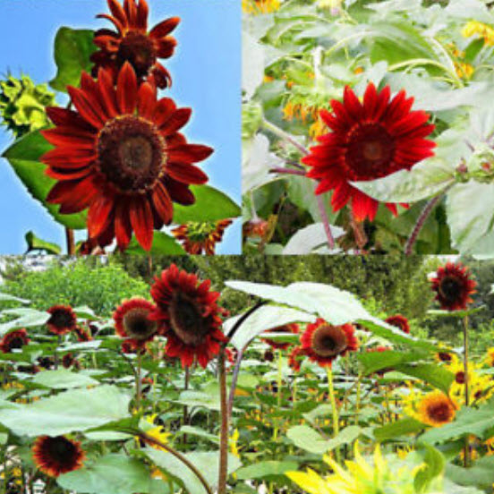 ทานตะวัน ดอกสีแดง (Sunflower red) / 30 เม็ด