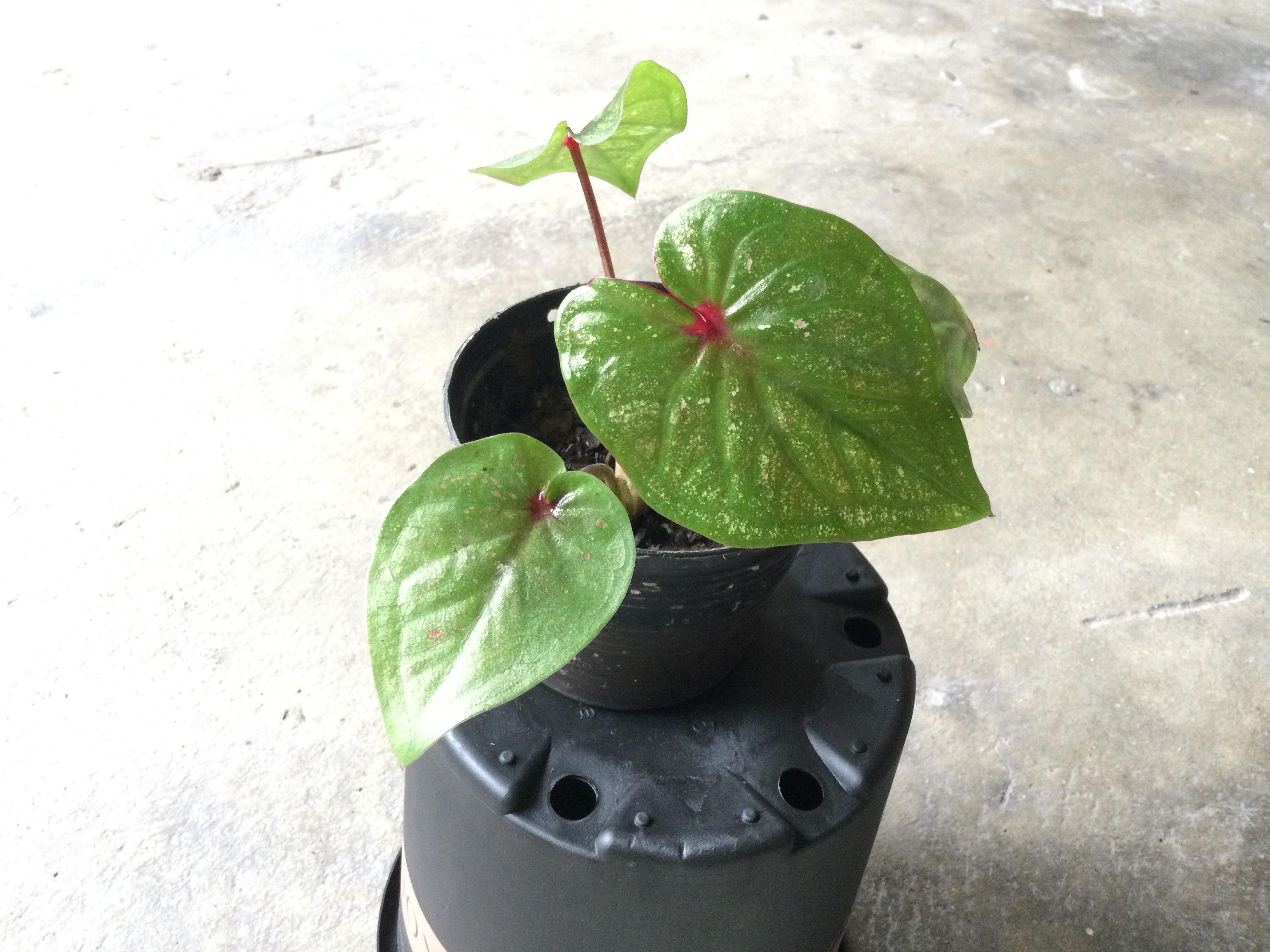 ต้นบอนสี เงินแสน กระถาง 6 นิ้ว (หายาก)