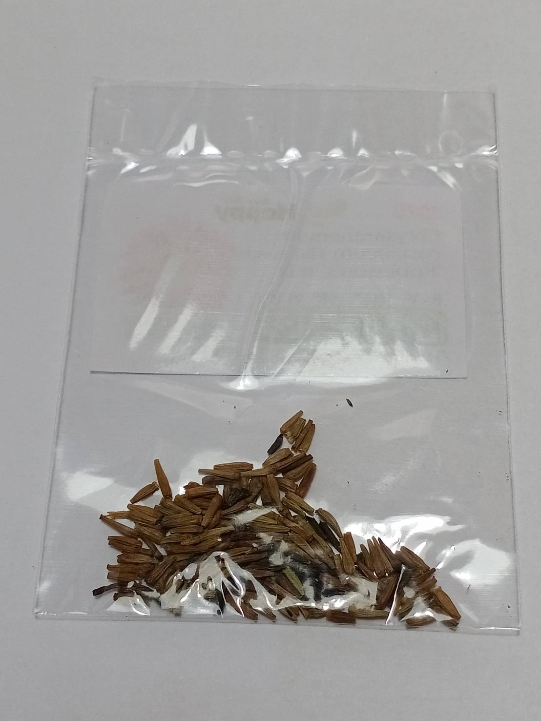 ไพรีทรัม โรบินสัน / เพ้นท์เดซี่ / ไพรีธัม (Painted Daisy / Pyrethrum Robinson) คละ / 140 เม็ด (UK)