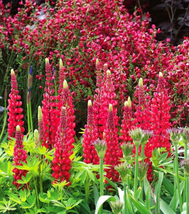 ลูพิน (Russell Lupin - The Pages Red) / Lupinus Polyphyllus สีแดง / 60 เม็ด (UK)