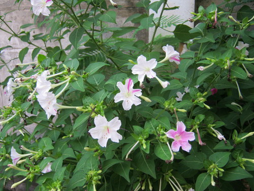 บานเย็นผสม (ขาว-บานเย็น) / 10 เม็ด (ไทย)