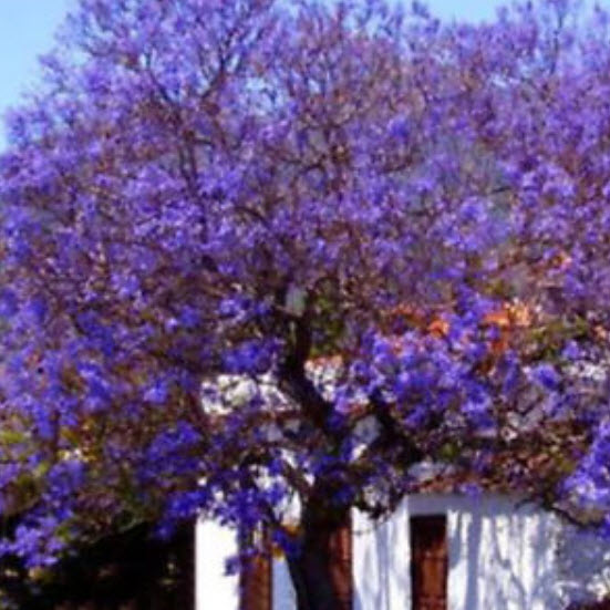 ศรีตรัง (Jacaranda) สีม่วง / 300 เม็ด (นอก)