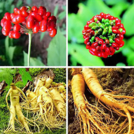 โสมเกาหลี (Panax Ginseng) / 25 เม็ด