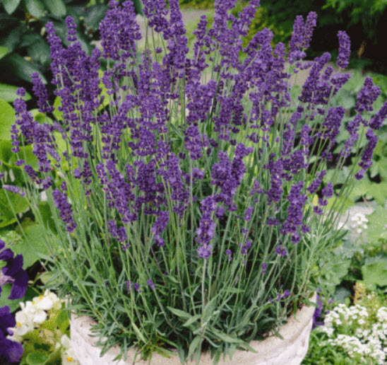 ลาเวนเดอร์อังกฤษ (English Lavender) / 50 เม็ด (Australia)