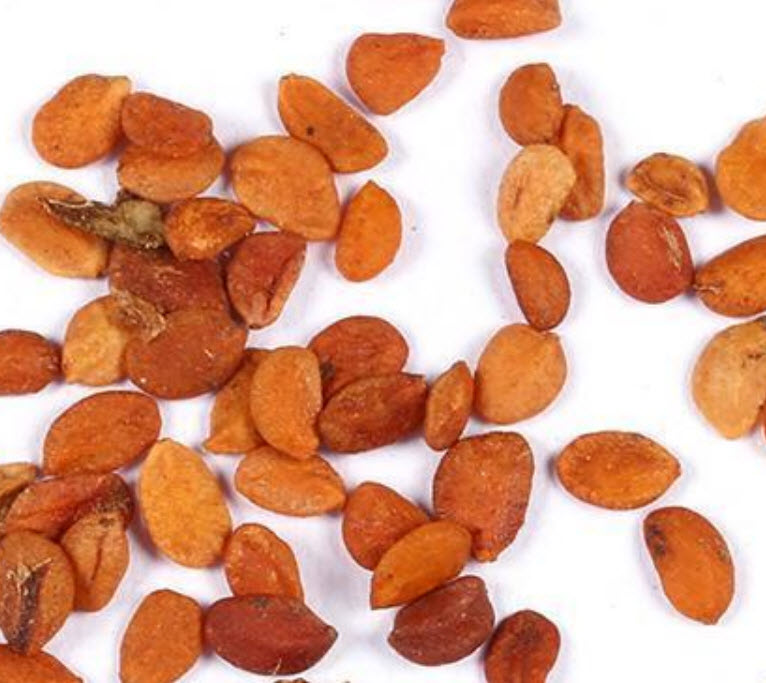 การเวก (manorangini) / 15 เม็ด (นอก)