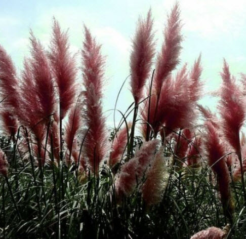 หญ้าภูเขา (Pampas) สีแดง / 1,000 เม็ด (China)