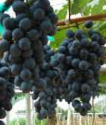 ต้นองุ่น บิวตี้ ซีดเลส (Beauty seedless) / ต้น