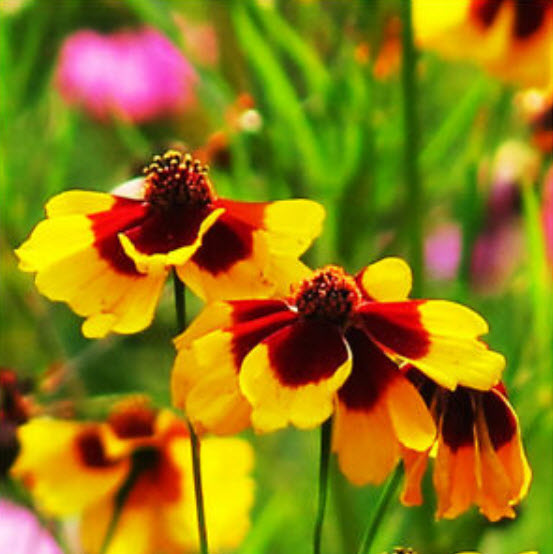 ดอกไม้ไหว (Coreopsis Drummondii) ดอกซ้อน / ซอง 50 เม็ด (A096)