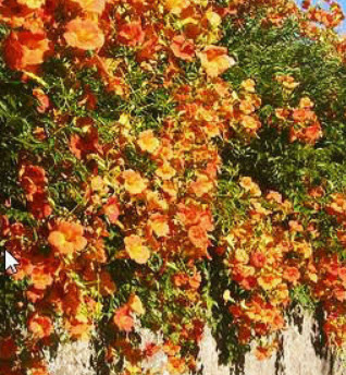 ชุดรวมไม้ดอกเลื้อย / น้ำหนัก 3 กรัม (UK)