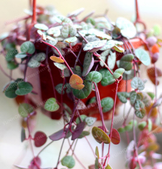 สายป่านดวงใจ (String of Hearts) คละแบบ / 100 เม็ด (China) มีเงื่อนไข