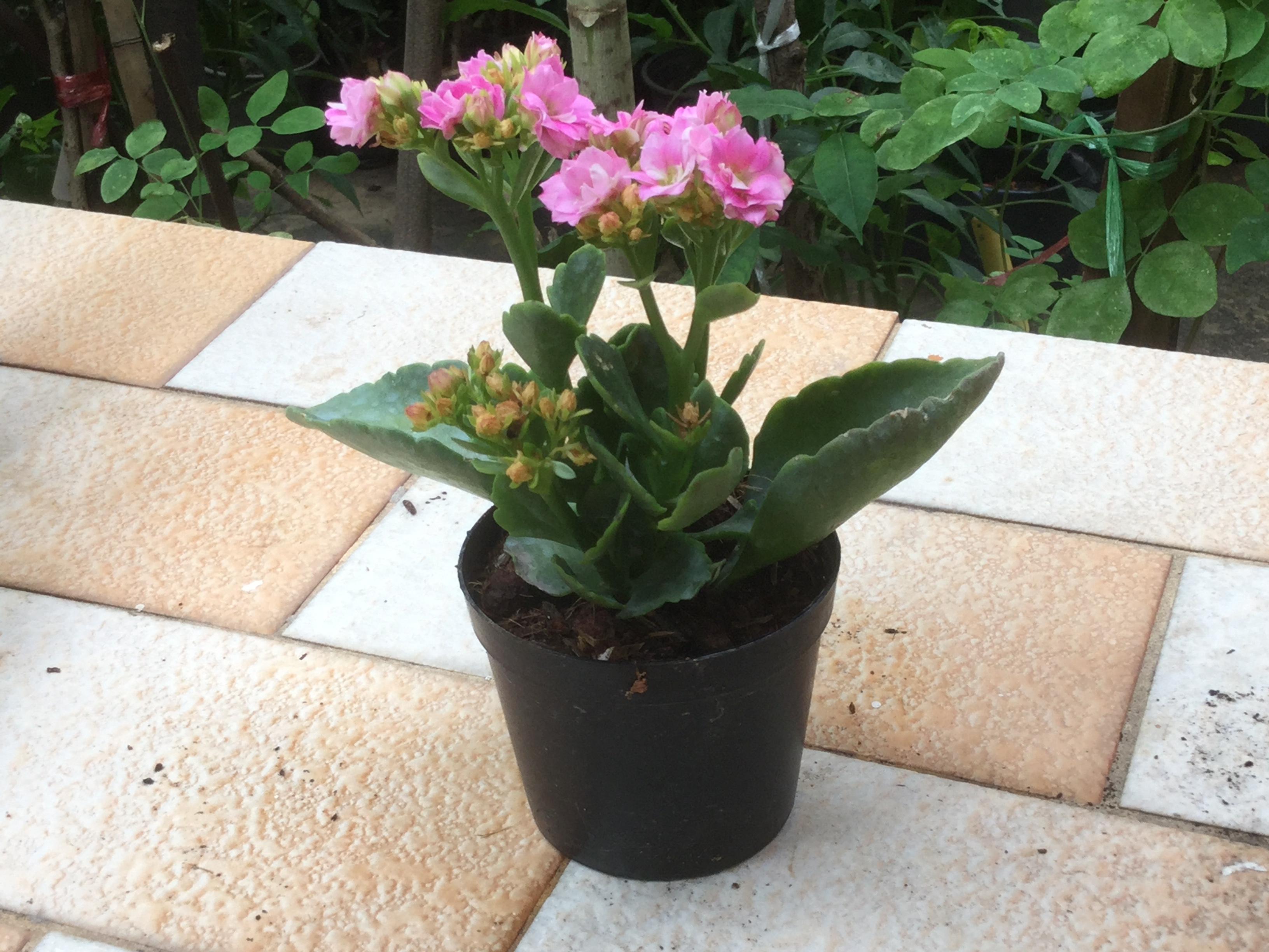 ต้นกุหลาบหิน สีชมพู size-S / ต้น