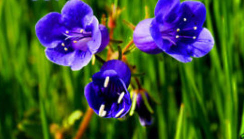 แคลิฟอร์เนีย บลูเบล (California Bluebell) / 2,000 เม็ด (UK)