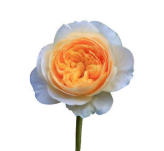 กุหลาบจูเลียต (Juliet Rose) / 50 เม็ด