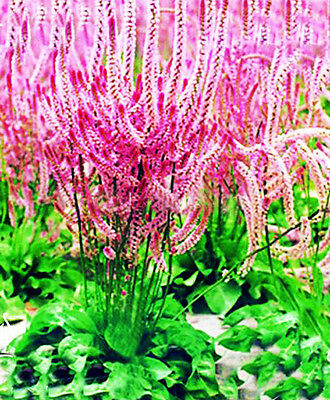 สแตติส (Statice / Limonium Latifolium) / ซอง 60 เม็ด (A104)