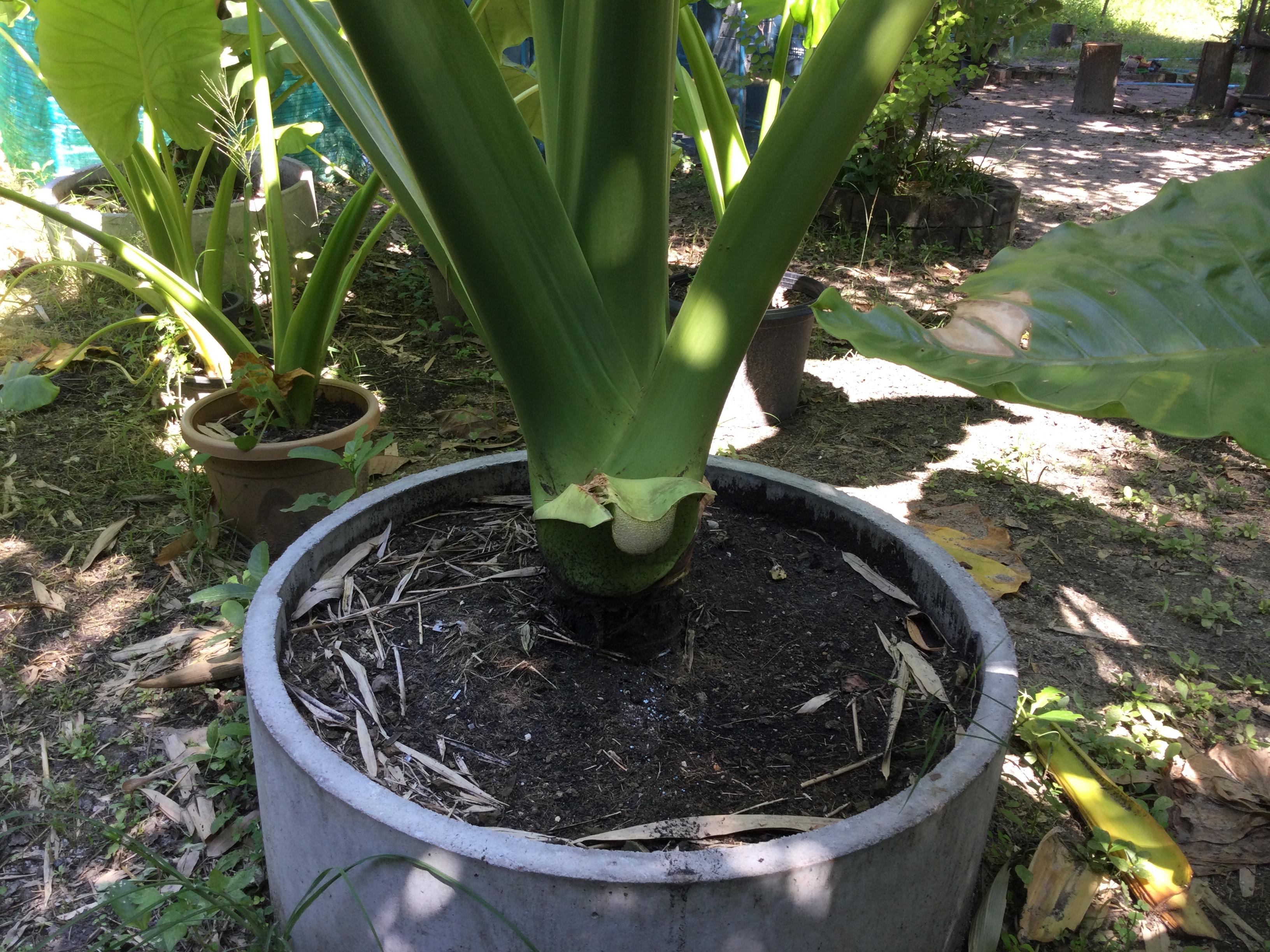 บอนหูช้าง ส่งหัวรากตัดใบ / รอขุด