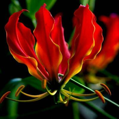 ดองดึง (Flame lily / Climbing lily) แดง-เหลือง / 50 เม็ด