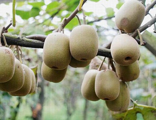 กีวี (Kiwi) / ซอง 30 เม็ด (D230)