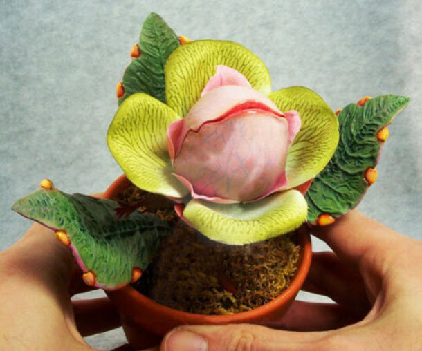 พืชกินแมลง (Insect-catching plant) / 50 เม็ด