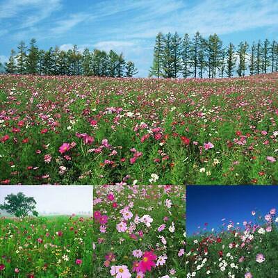 ดอกไม้ป่า (wildflowers) คละ / 100 เม็ด (นอก)